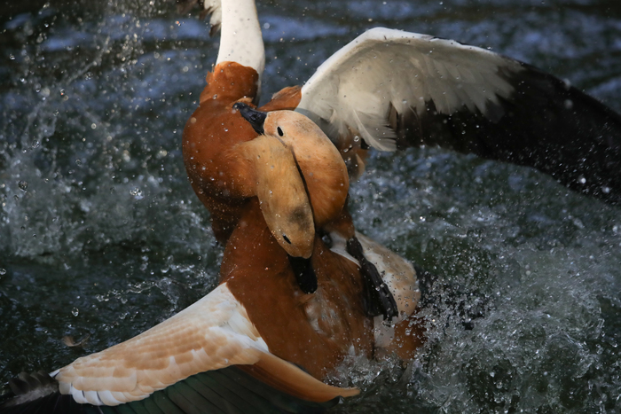腾龙150-600g2镜头防抖模式详解,腾龙150-600镜头固件升级