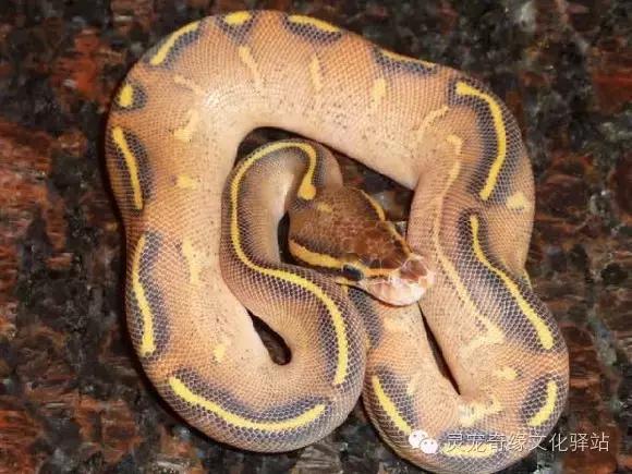 球蟒基因组合大全,球蟒基因品系图鉴下载