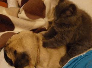 欧尼真的好用吗,种草剁手党