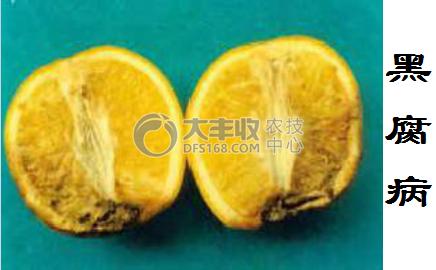 柑橘储藏的最佳方法,柑橘贮藏保鲜的八种方法果农必看