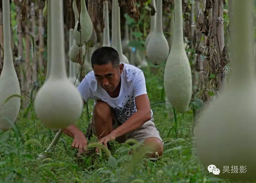 葫芦迷的“八不正瓶”