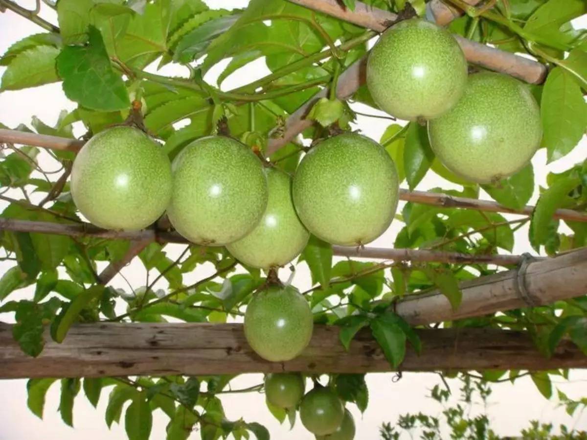 鲜酿酵素,鲜酿酵素怎么喝效果好