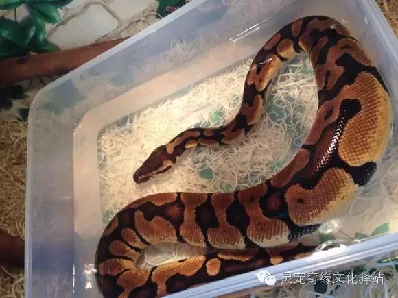 球蟒基因图鉴入门,球蟒基因品系大全