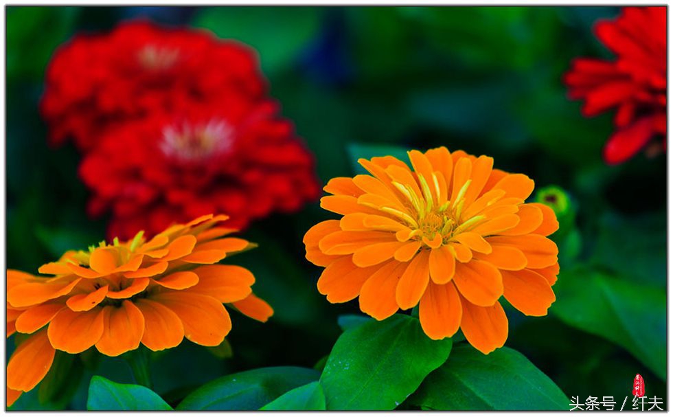 姹紫嫣红入夏来,姹紫嫣红等你来