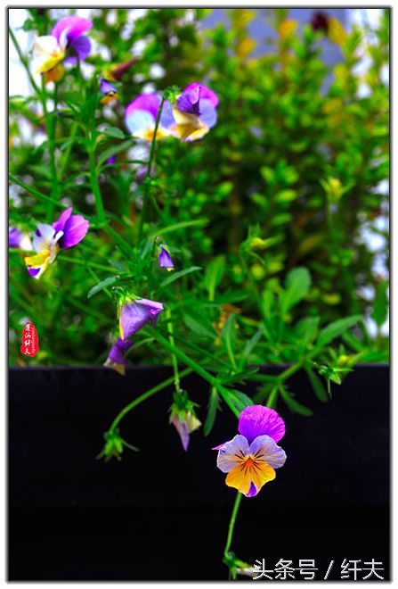 姹紫嫣红入夏来,姹紫嫣红等你来