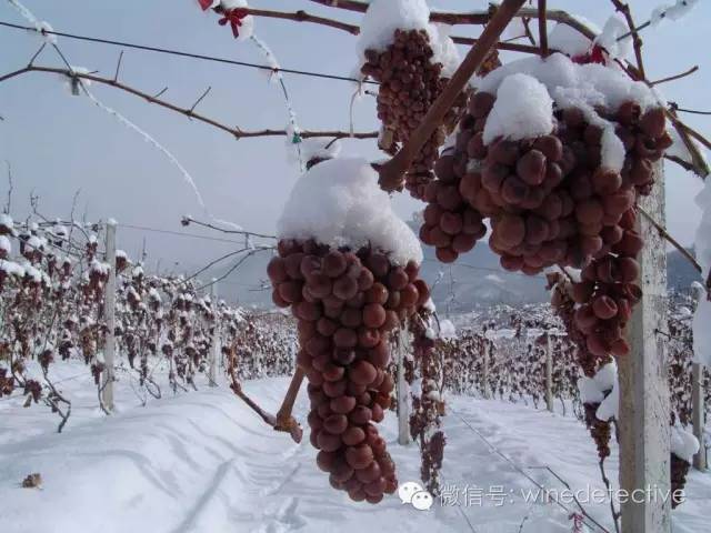 国内的冰酒哪个正宗,国内假冰酒