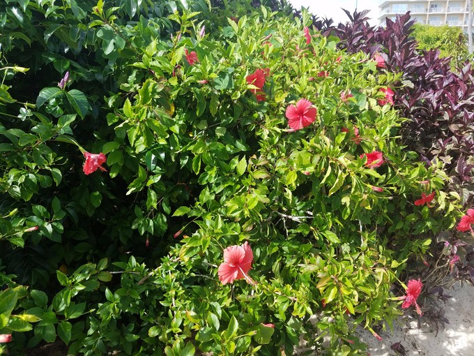 塞班冬游印象记,身处在美景中内心的感受