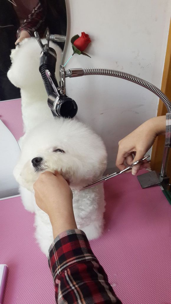 比熊怎么喂省钱,比熊自己做饭的健康食谱