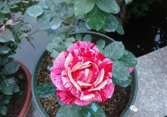 冰淇淋月季快开花的样子 (夏花标准的月季)