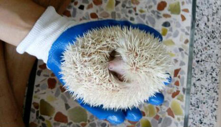 新手养刺猬应该准备什么,养刺猬对人有什么危害