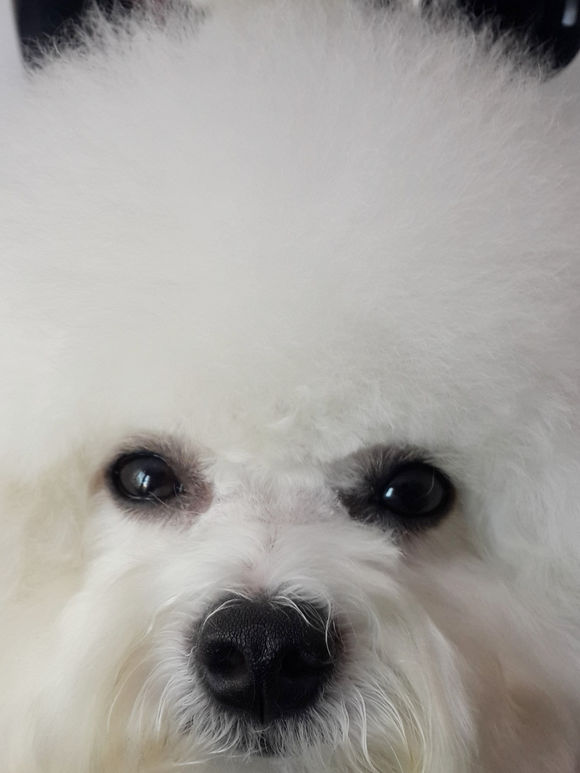 比熊怎么喂省钱,比熊自己做饭的健康食谱