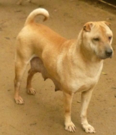 纯纯的土狗,纯纯的小土狗