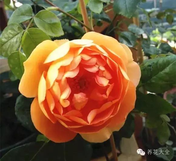 冰淇淋月季快开花的样子 (夏花标准的月季)