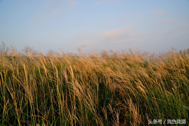 澶ц繛绾㈠矝,澶ц繛甯傞噾宸炲尯绾㈠矝