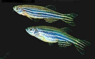 蓝色的小金鱼如何养殖,斑马鱼的养殖方法和技巧大全