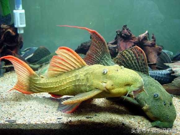 怎么不让鱼得水霉病,如何才能让鱼不生病