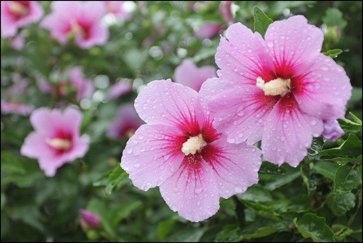 万花筒︱这些国花姹紫嫣红各有风采