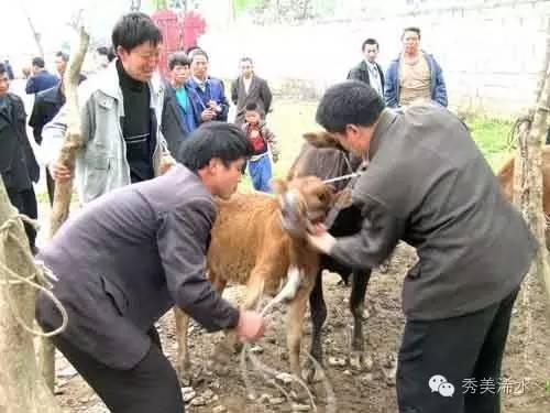 浠世好文细说“打牛鞭”