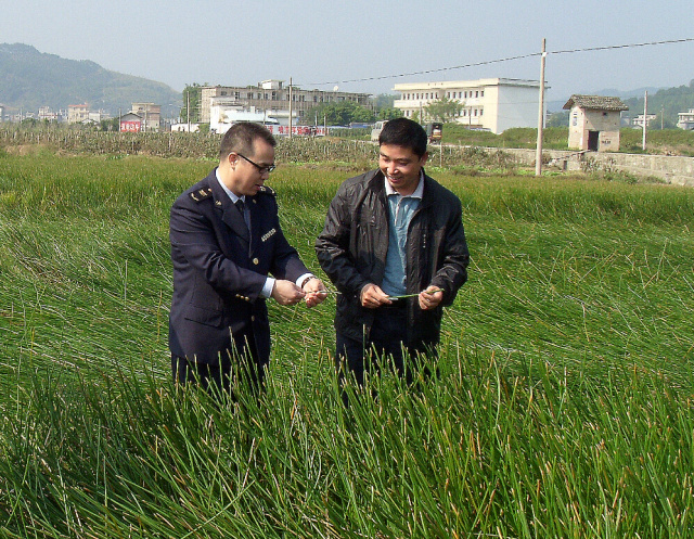 马蹄是种药材吗,马蹄是什么植物果实