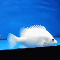 嘿，我养了一堆特殊鱼类，你要看看么？