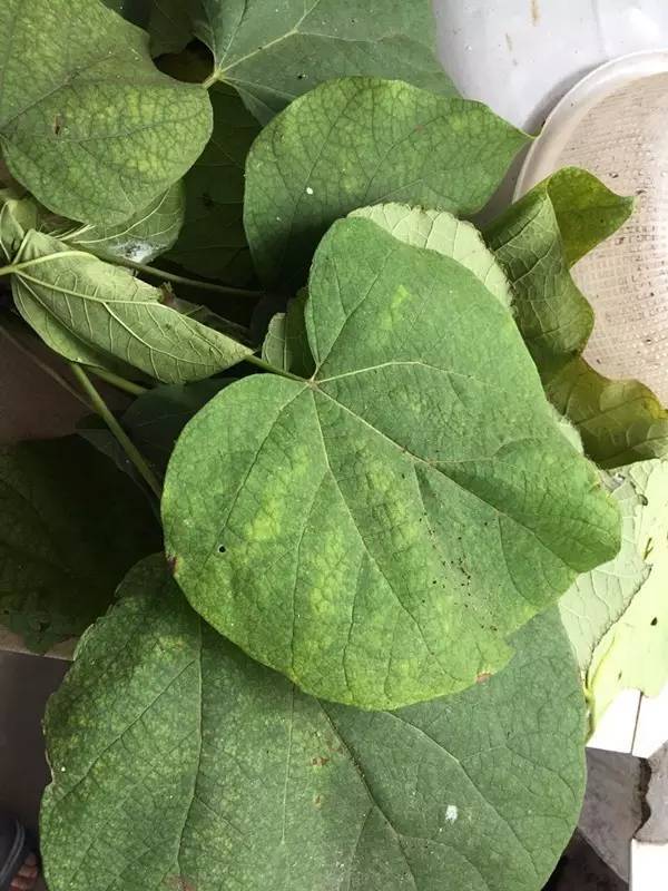 袁庄千年皂角古树,袁庄老古树