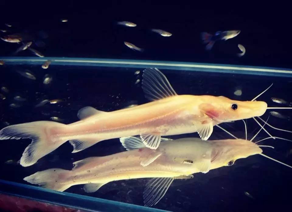 嘿，我养了一堆特殊鱼类，你要看看么？