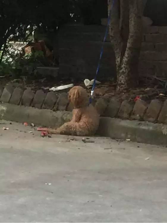 别让试纸草率地夺去猫狗的命！