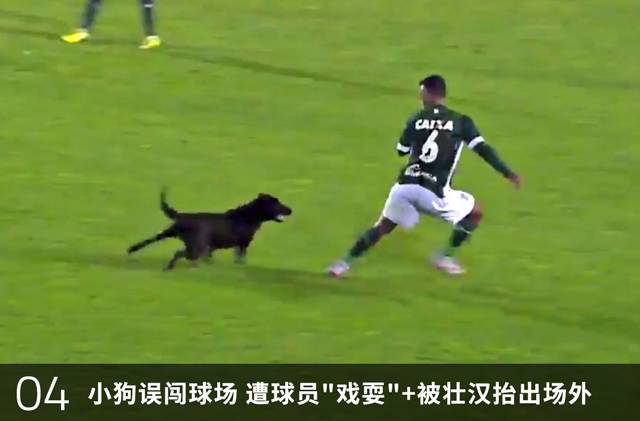 今日足坛:勒沃库森前锋说结婚可以提高射术;巴乙球员比赛中不踢球改逗狗