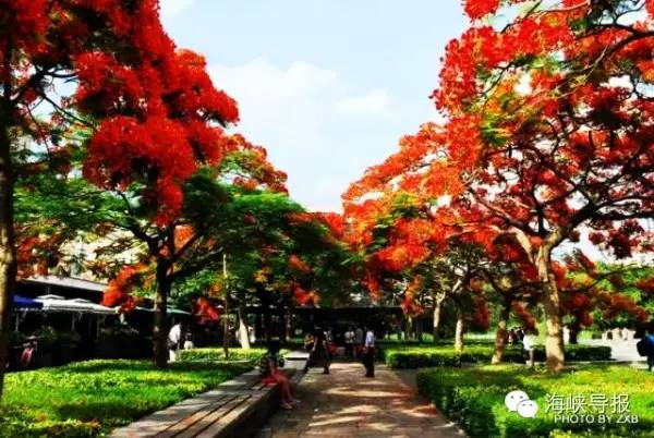 美爆了！台风过后，那些残根断枝竟然这么有用！赶紧学起来...