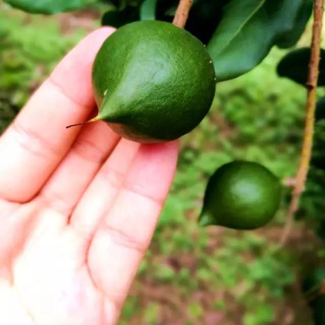 元江的特色美食有哪些 (元江美食干货)