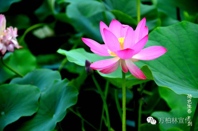 荐读际山枕水万柏林，钟林毓秀河之西（四）