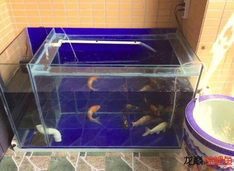 我的锦鲤梦,一直在坚持!