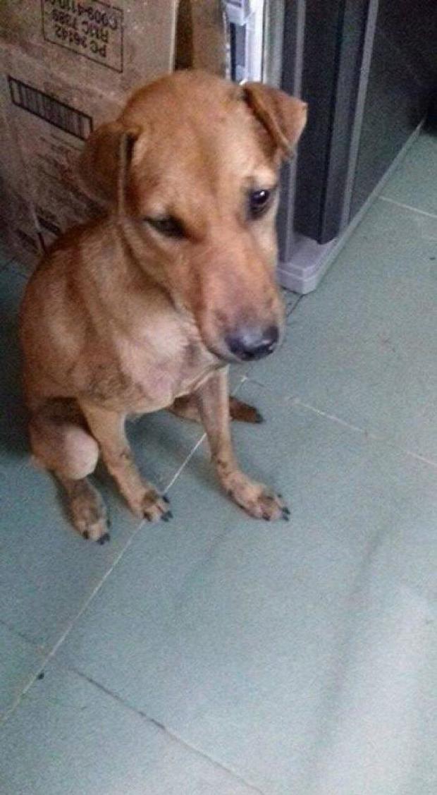 当自己的狗走丢之后！发现被塞入一个装满狗的铁笼