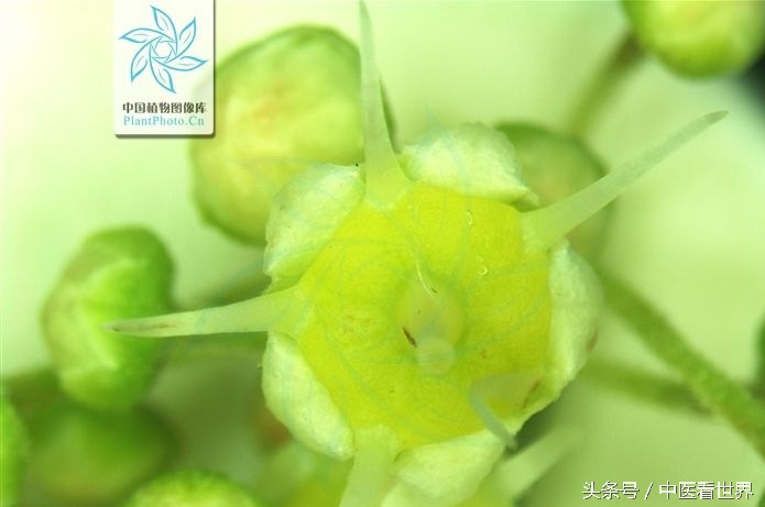 千古毒药，华丽转身为现代治疗类风湿、肾病、肿瘤的良药！