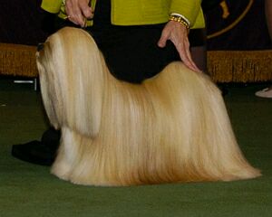 纯纯的土狗,纯纯的小土狗