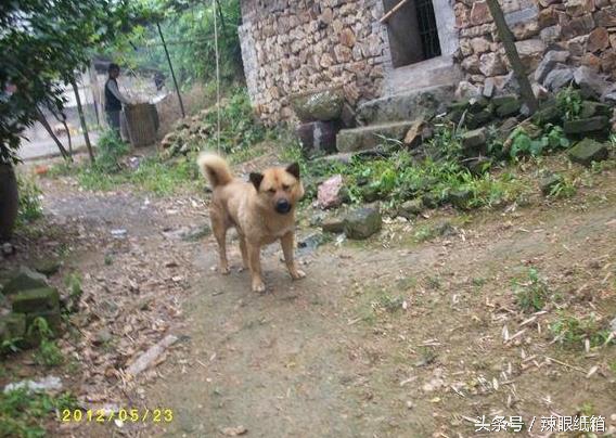 纯纯的土狗,纯纯的小土狗