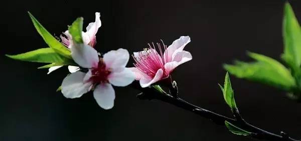 什么样的诗才是好诗阅读理解,什么样的诗才算诗