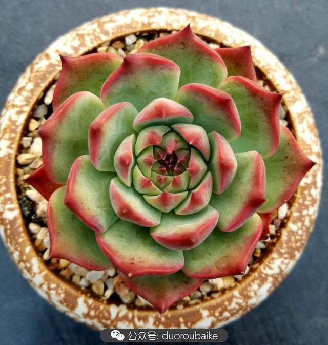 灰姑娘变公主！吉娃娃，一棵高傲的大！普！货！