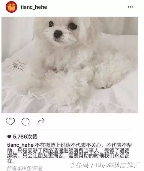 陈赫抱猫咪是什么猫,陈赫养了多少只猫