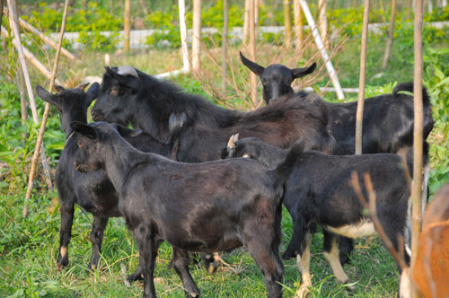 〈花开园〉顺德一间靓到“氹”一声的花园食府，赏花喂牛亲子