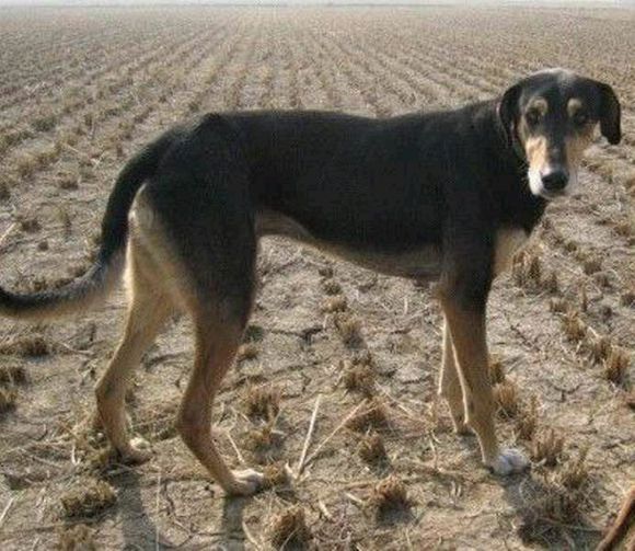 纯纯的土狗,纯纯的小土狗