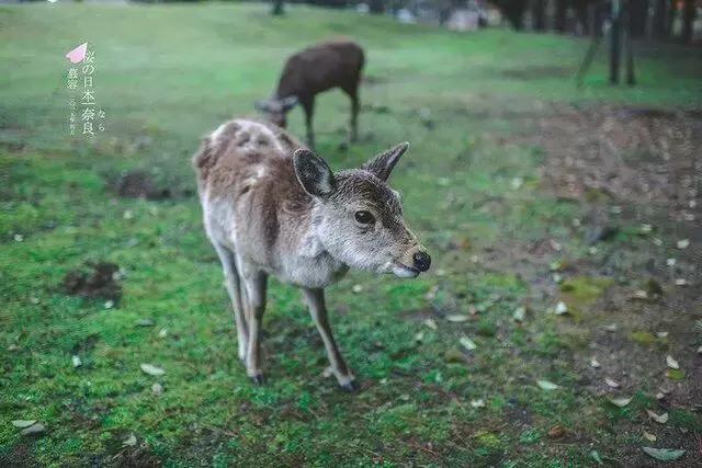 日本写给生活的情书,寄给时光的信件