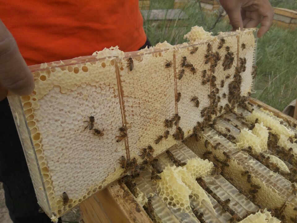 你吃过真正的土蜂蜜吗,纯天然蜂蜜你吃过吗