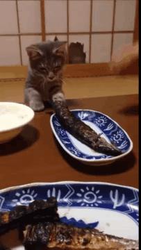 猫咪犯错关禁闭挨饿,猫咪吃了个罐头后很乖