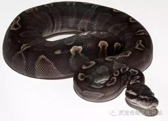 球蟒基因图鉴入门,变异球蟒图鉴