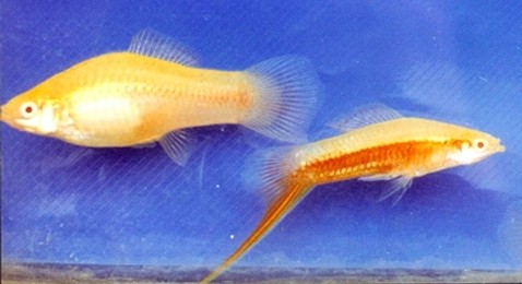 热带小鱼怎么养殖的,热带微型鱼怎么养