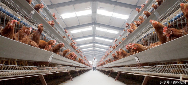 养鸡用药最简单流程,一位老鸡农的养殖宝典