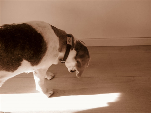 最小年纪摄影师,最小的摄影师6岁作品