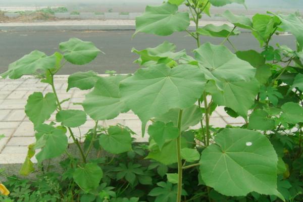 贵州野菜苘麻,农村用植物草做豆豉