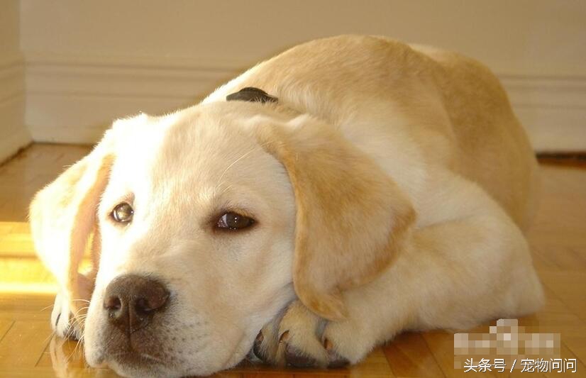 狗狗拉肚子用蒙脱石散还是土霉素,宠物问题免费解答